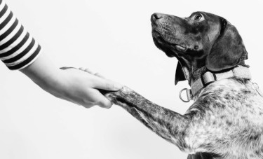 Bild zum Beitrag: The art of persuasion